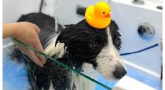 旺角太子近地鐵站地舖連閣樓設備齊全新淨的寵物美容生意轉讓